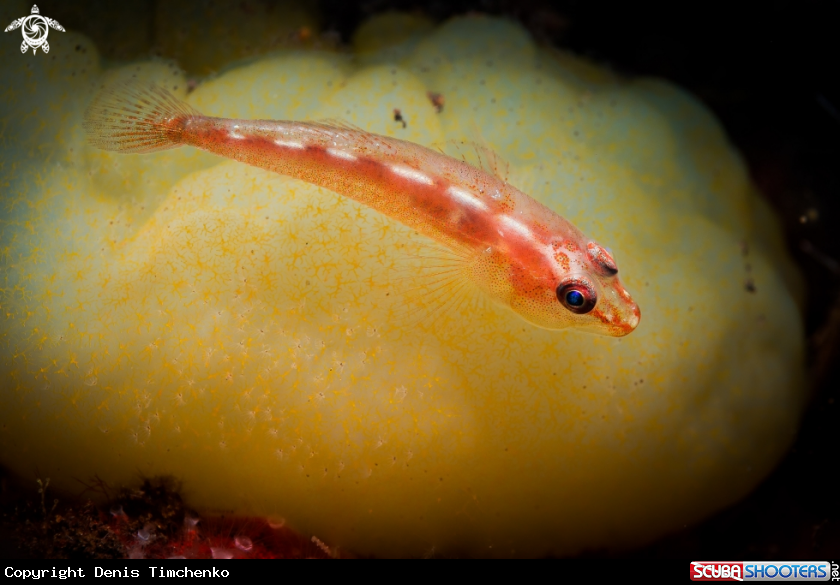 A GOBY