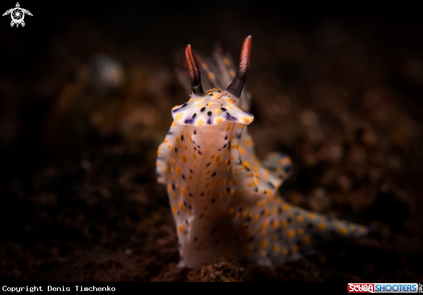 A NUDIBRANCH