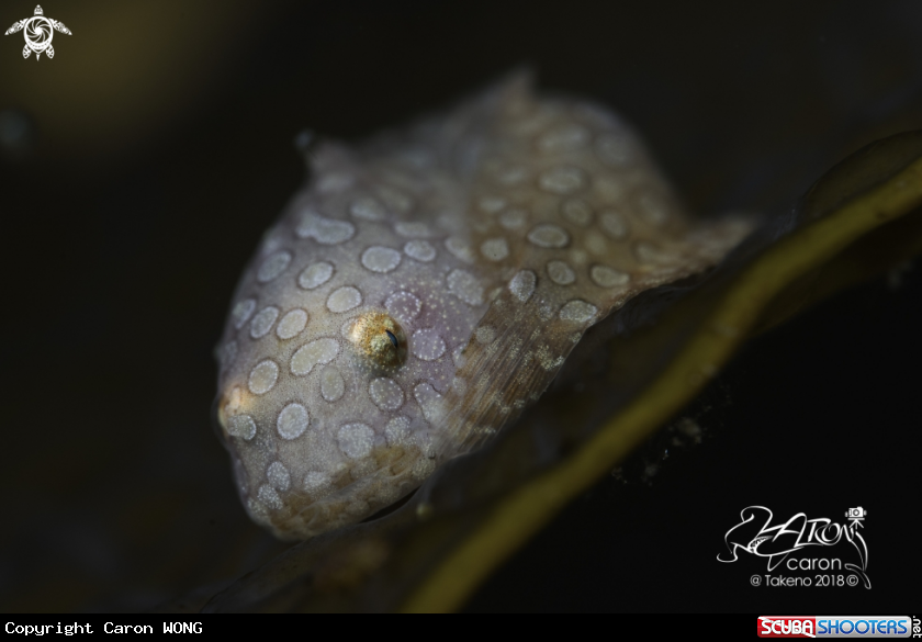 A Japanese Balloon Fish