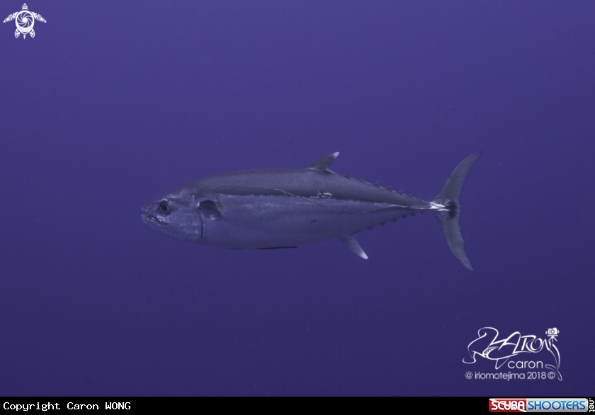 A Tuna