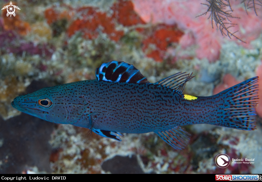 A Arrowhead Soapfish