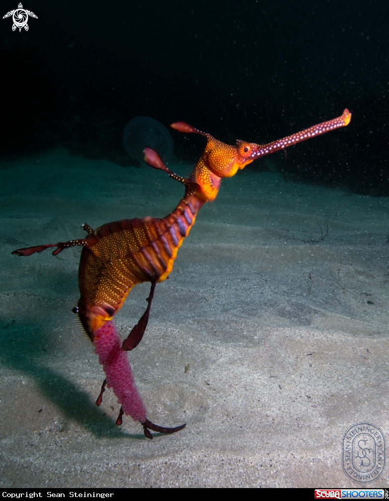 A Weedy Sea Dragon