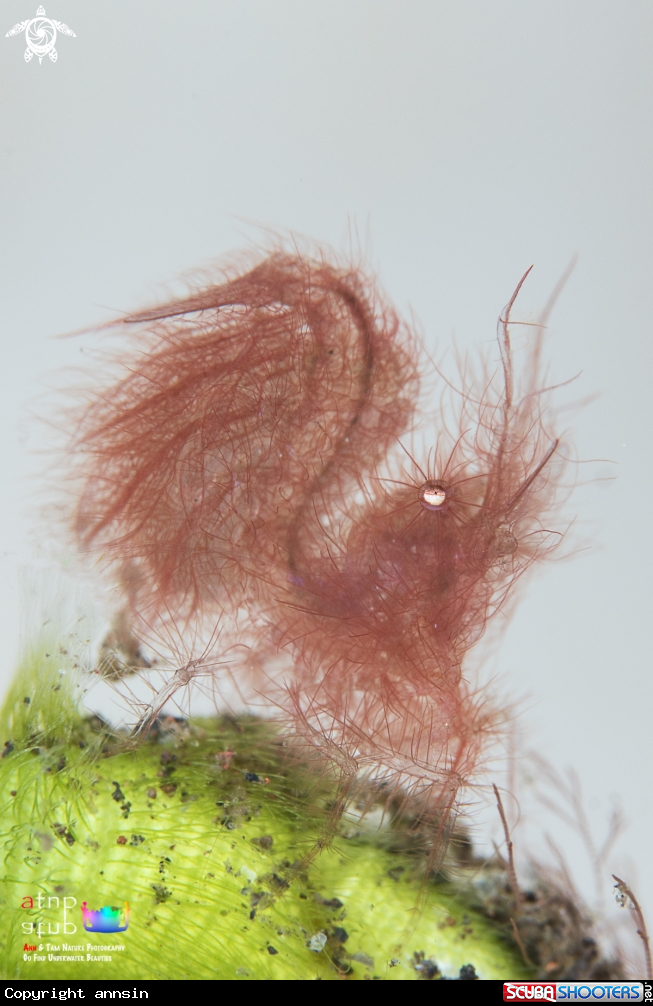 A Hairy shrimp