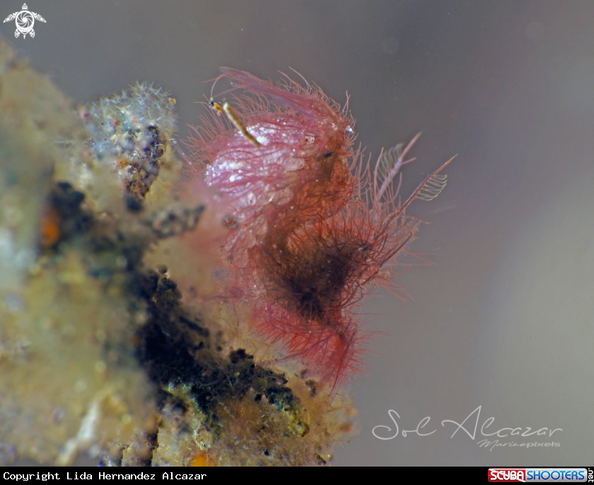 A Picocaris simulans