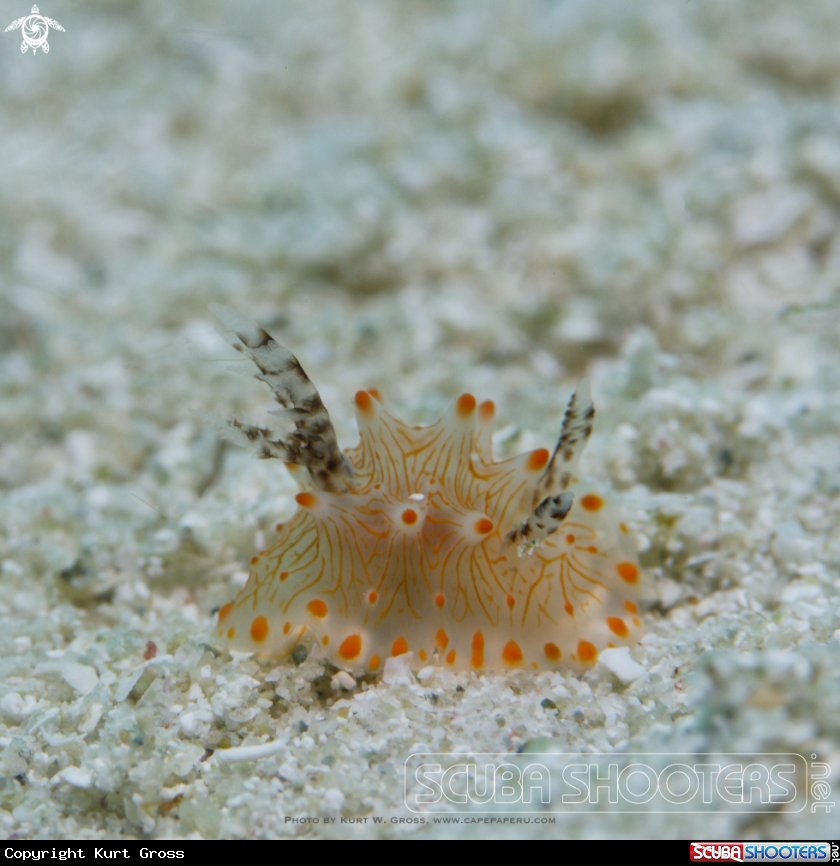 A Nudibranche, Halgerda