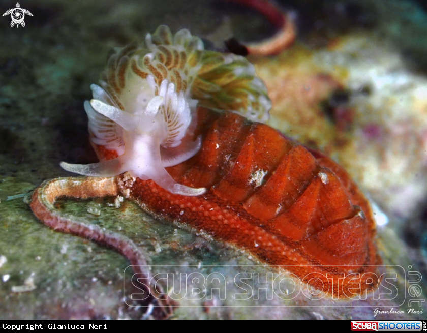 A Aeolidiella and Chiton