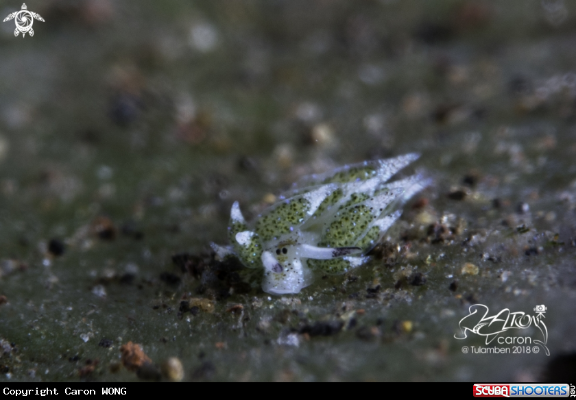A Nudibranch