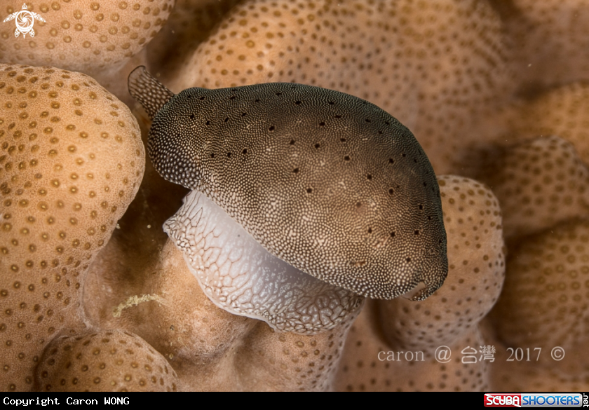 A Snail 