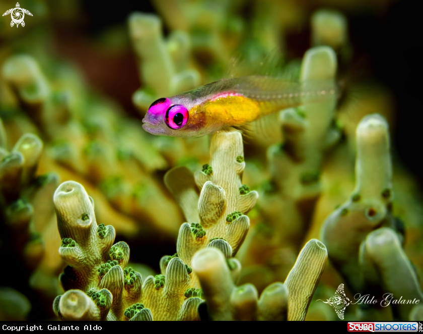 A Pink Eye Goby 