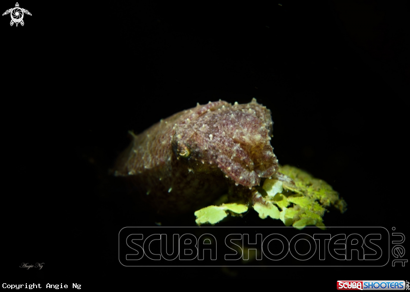 A Cuttlefish