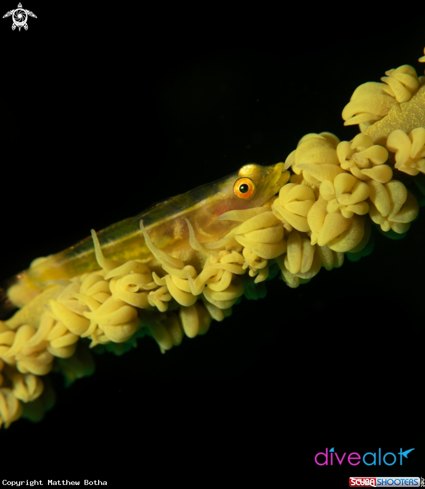 A Whip Coral Goby