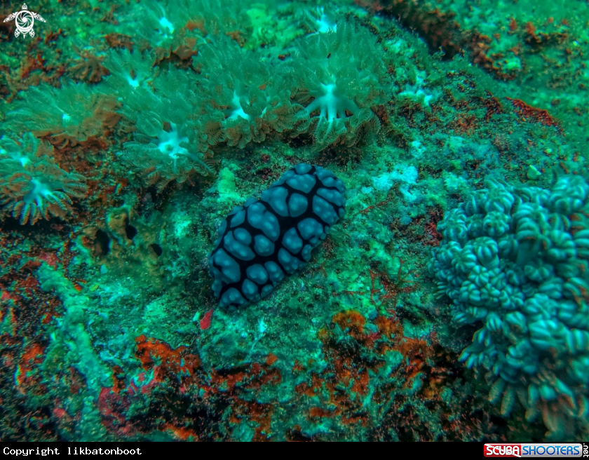 A nudibranch