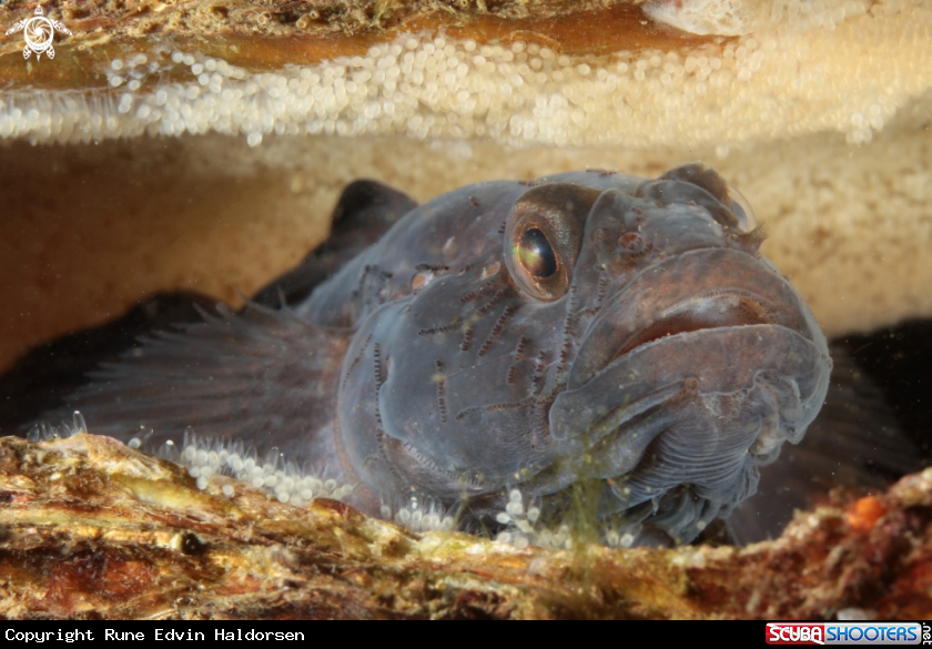 A Black goby