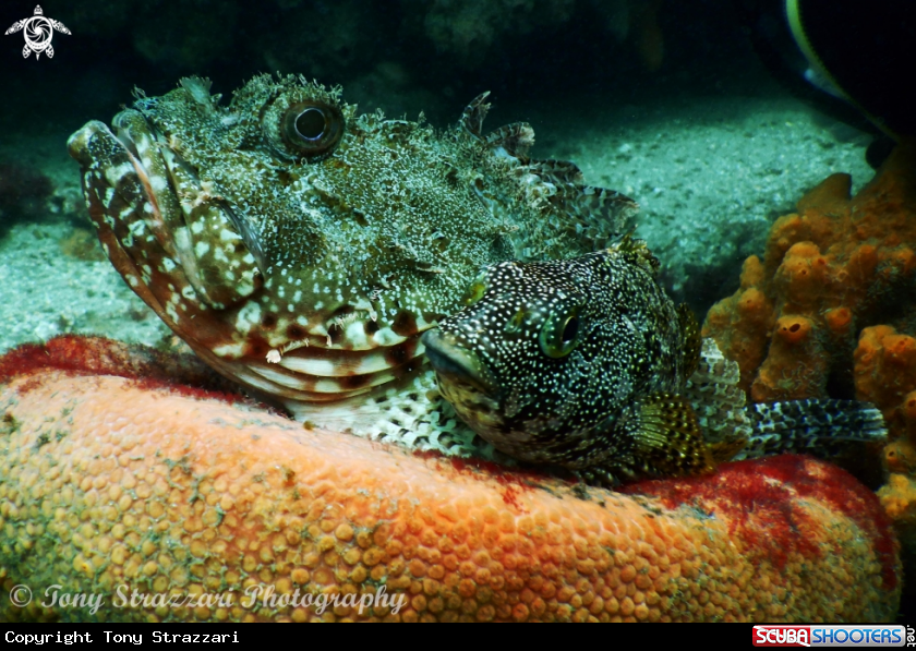 A Eastern Red Scorpionfish & Kelpfish