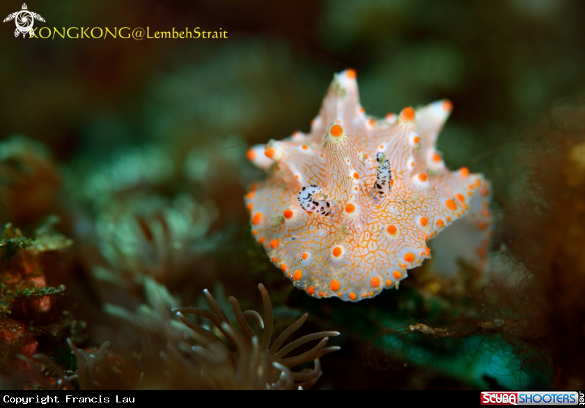 A Nudibranch