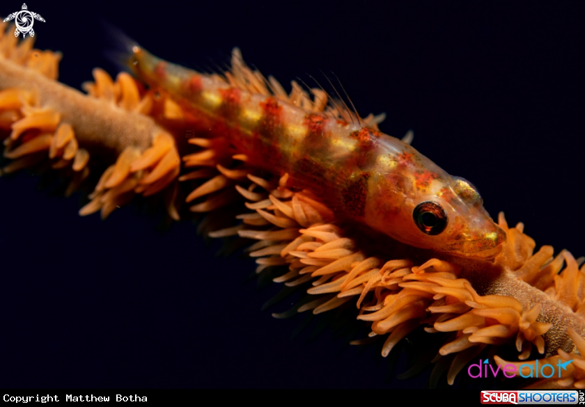 A Whip Coral Goby