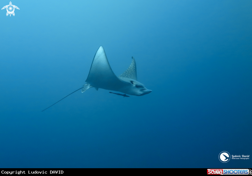 A Eagle Ray