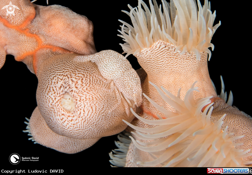 A Leopard Anemone Shrimp