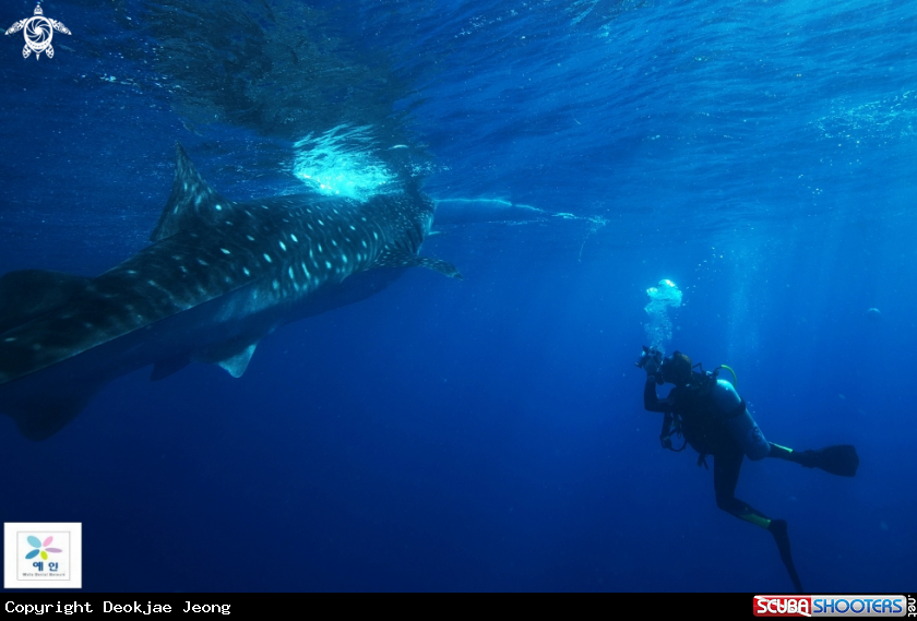 A Whaleshark