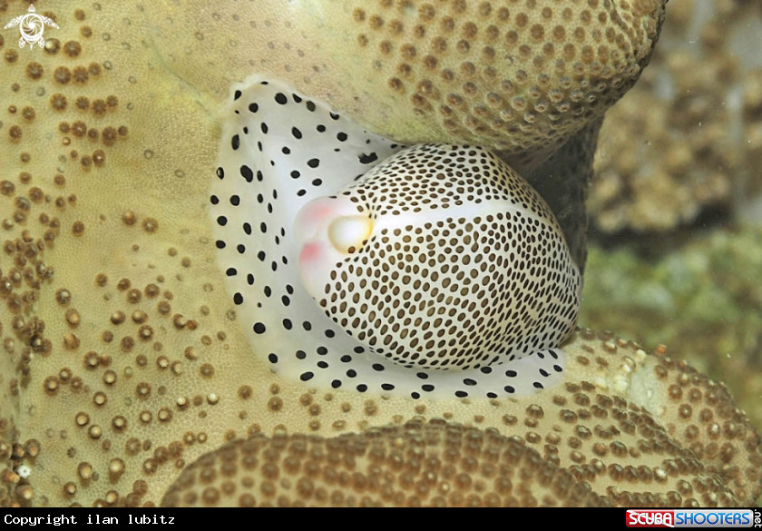 A ovulidae