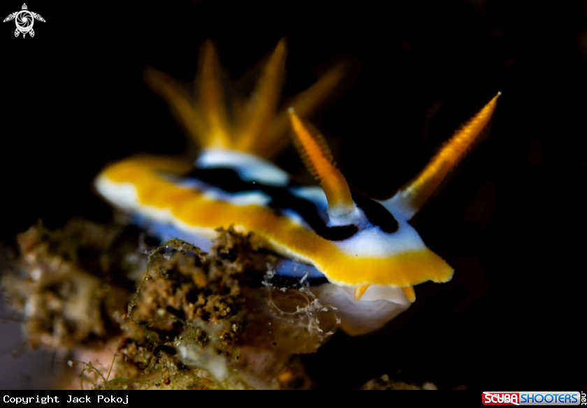 A Chromodoris cf. strigata