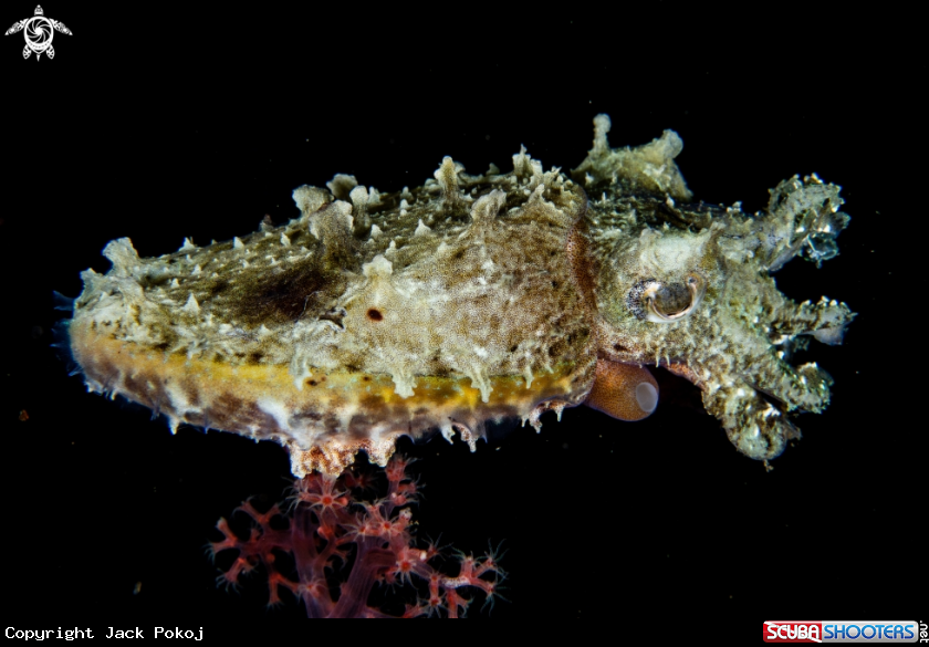 A Cuttlefish