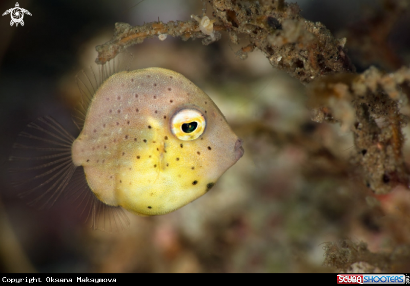 A  Southern pygmy leatherjacket (Brachaluteres jacksonianus)