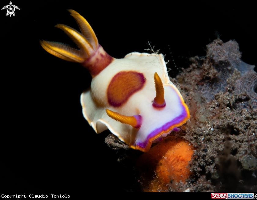 A Hypselodoris iba