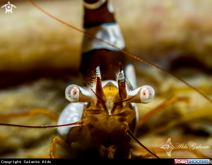 A Sexy Shrimp