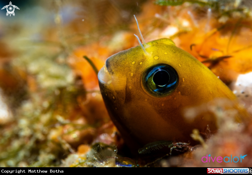 A Midas Blenny