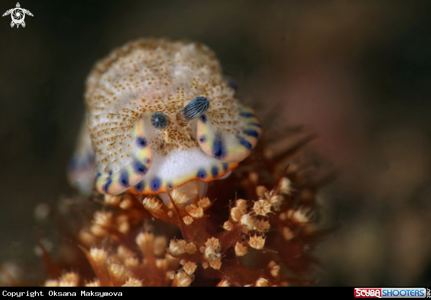 A Nudibranch Dermatobranchus caeruleomaculatus Gosliner & Fahey, 2011