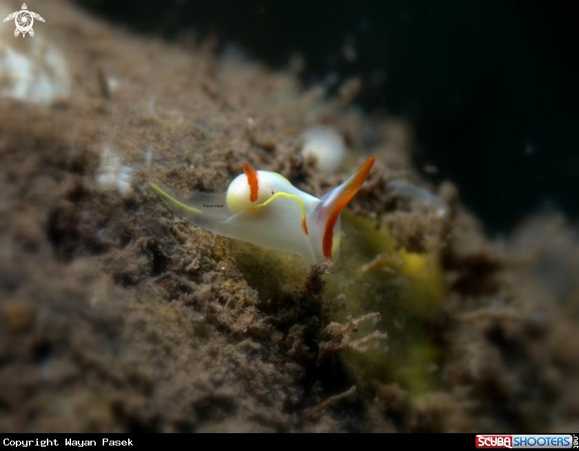 A siphopteron