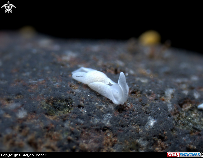 A siphopteron sp