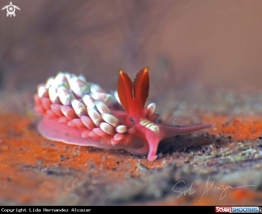 A Nudibranch