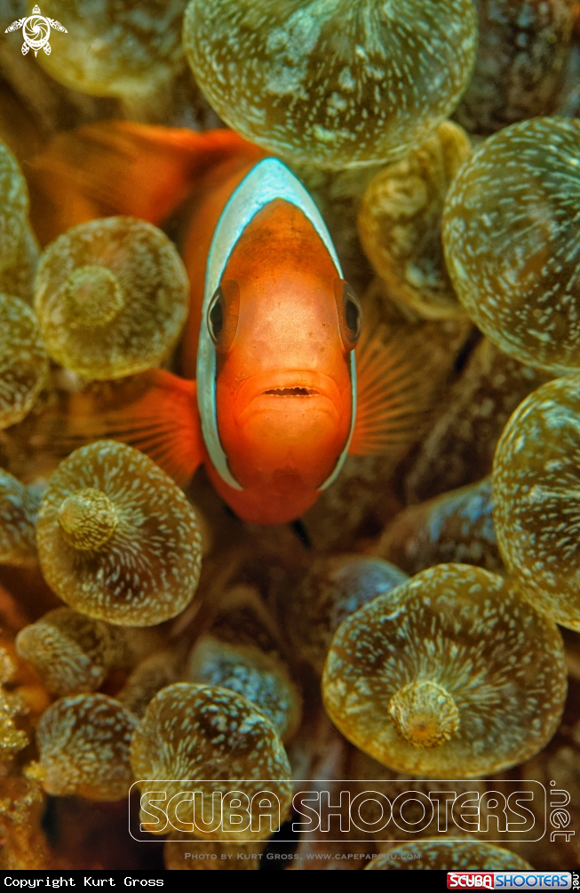 A Clownfish