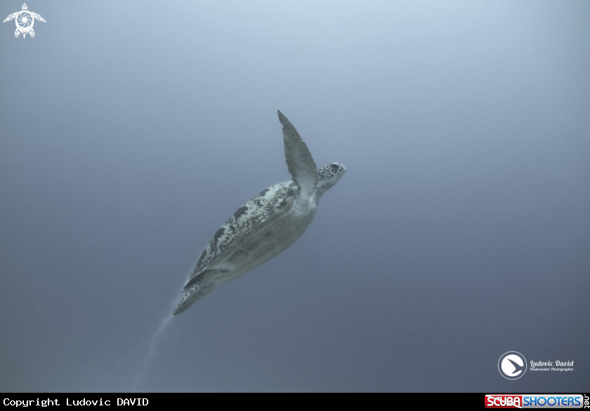 A Green Turtle