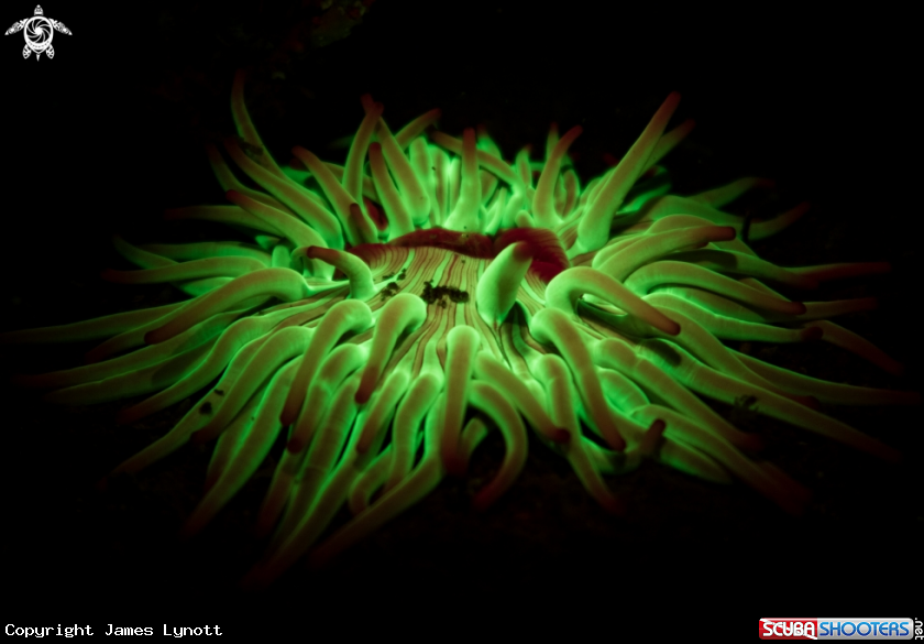 A Golden Anemone