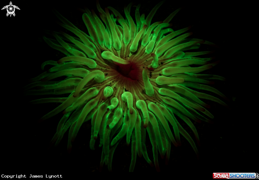A Golden Anemone