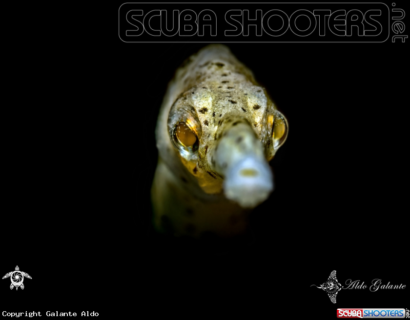 A Pipefish 