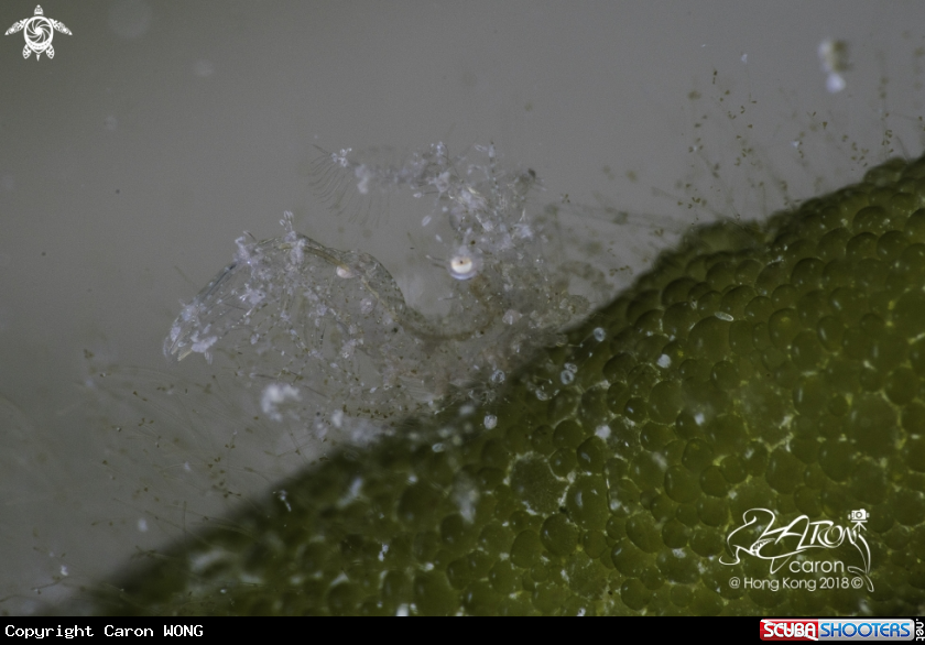 A Hairy Shrimp