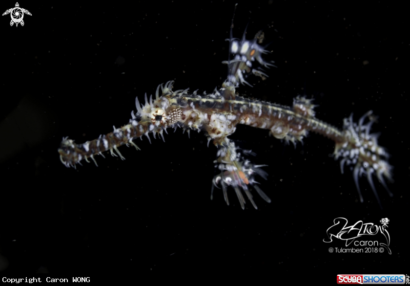 A Ghost Pipe Fish 