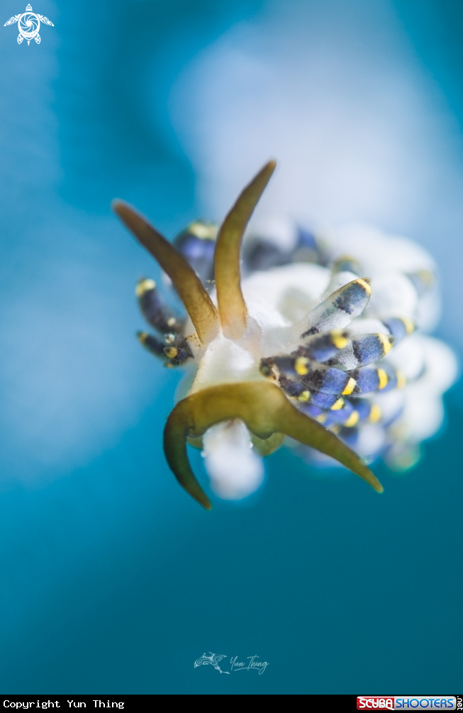 A Nudibranch
