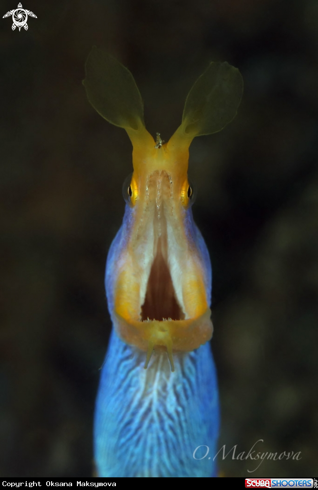 A Ribbon eel (Rhinomuraena quaesita)  Male phase