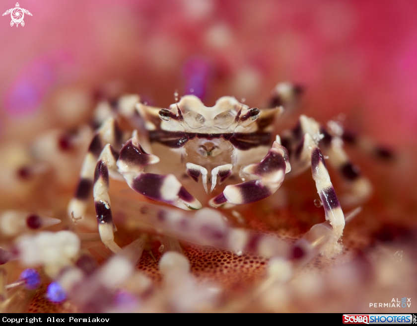 A Zebra crab