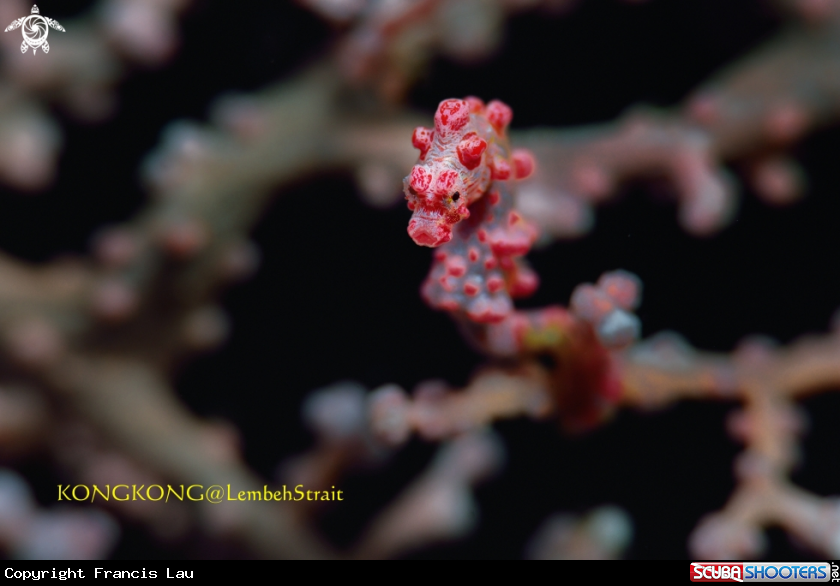 A Pygme Seahorse and Parasite