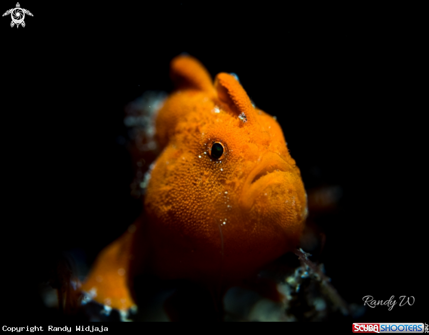 A Frogfish