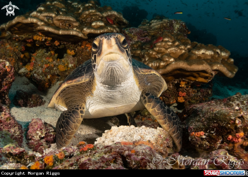 A Turtle