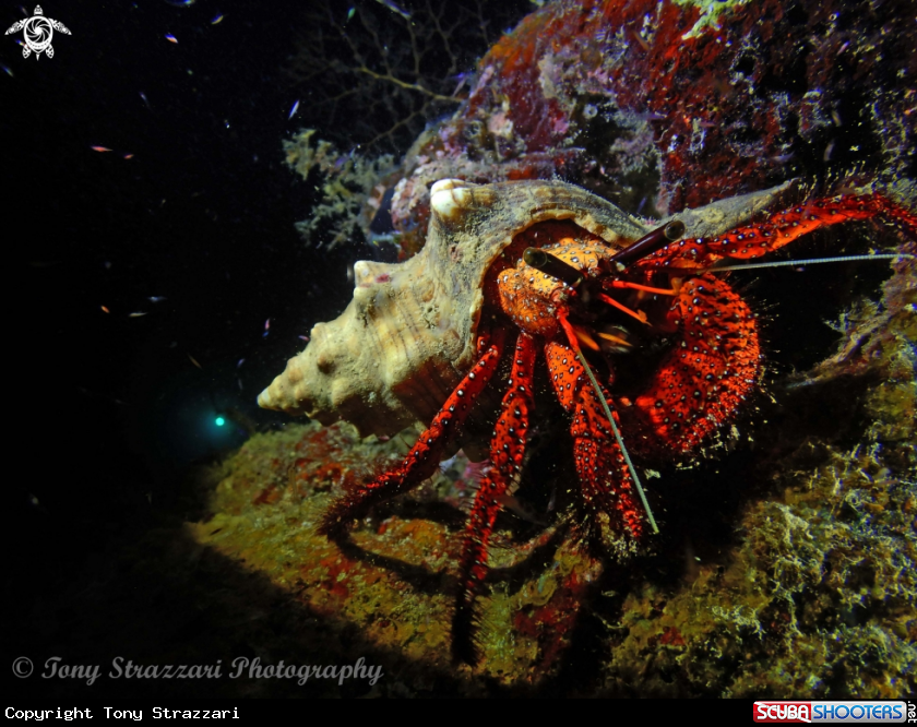 A White spotted hermit crab