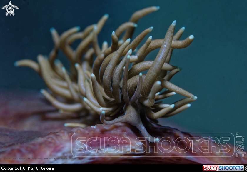A Nudibranche