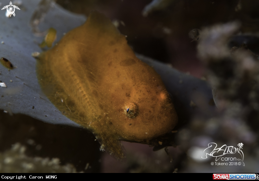 A Japanese Lumpfish